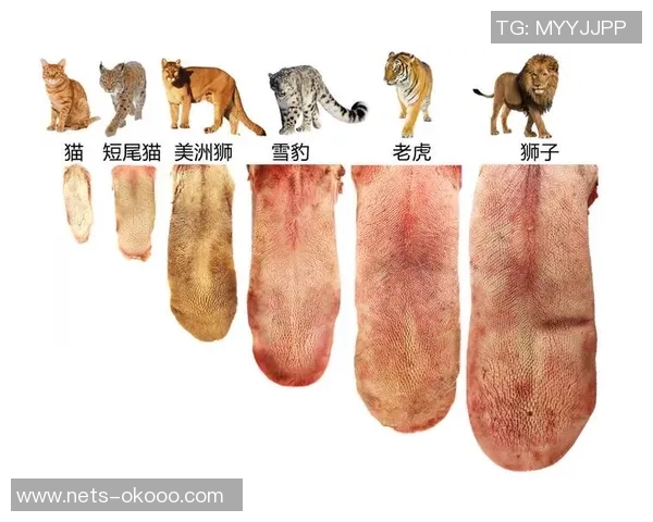 山猫与风暴的精彩对决竞猜分析与策略探讨
